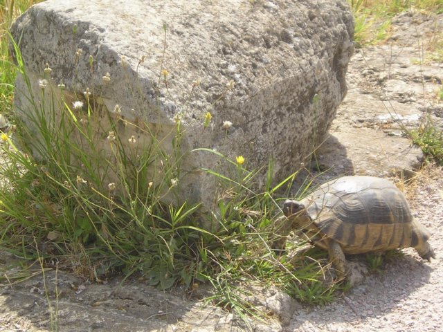 Photograph