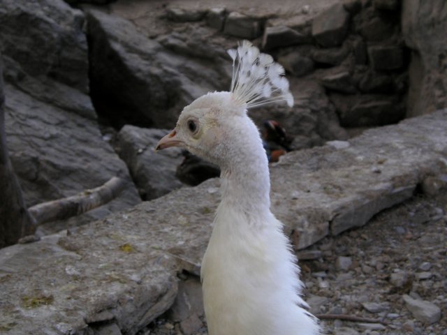 Photograph